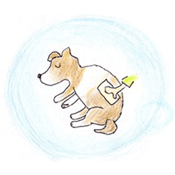 ペットが亡くなったら01